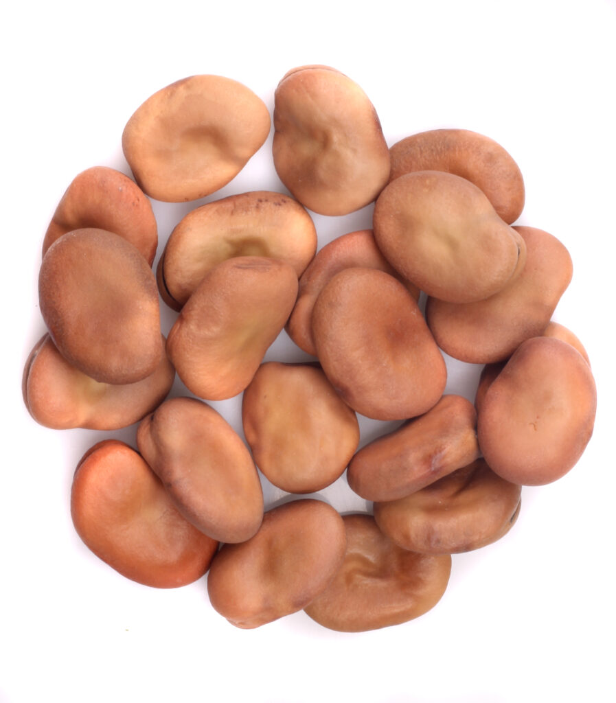 Dried Broadbeans